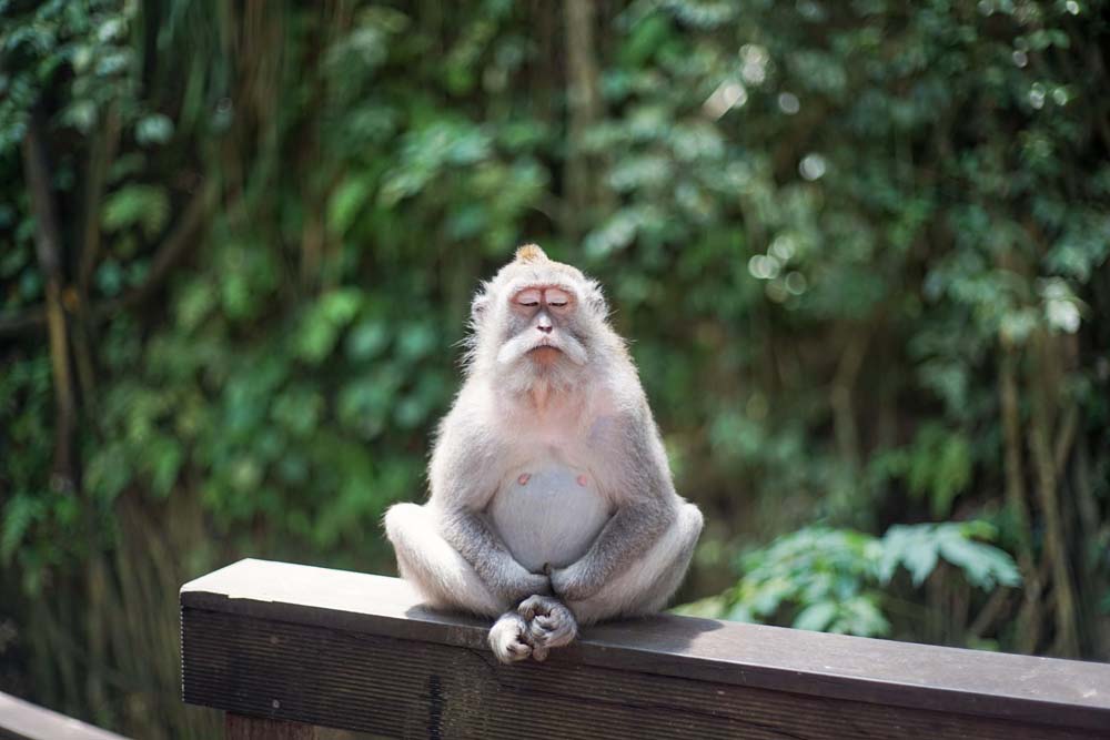 Majmun meditira
